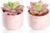 zenmag Fake Succulents, Mini Succulents Plants Artificial in Pink Ceramic Pots for Desk Livingroom Bathroom and Home Decoration Office Decor for Women Set of 2 Artificial Succulents